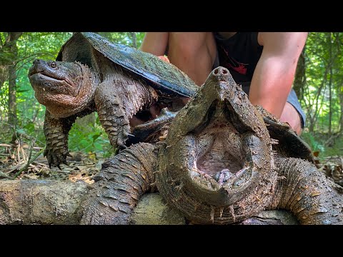 Alligator and Common Snapping Turtles in the SAME TRAP! 🤯POV Herping