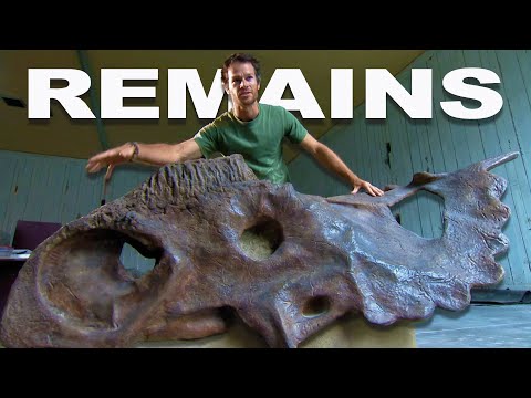 Uncovering a Dinosaur’s Deadly Encounter: A Stunning Fossil Discovery