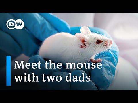 How scientists in Japan bred mice with two fathers | DW News