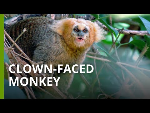 Rare buffy-headed marmosets in Brazil&#039;s Atlantic Forest are disappearing