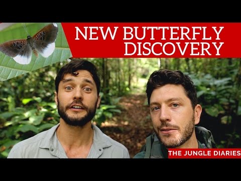 BUTTERFLY DISCOVERY in the Amazon!