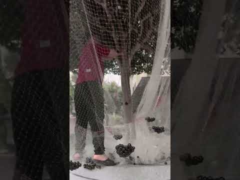 Jabuticaba tree harvest: the process of collecting berries