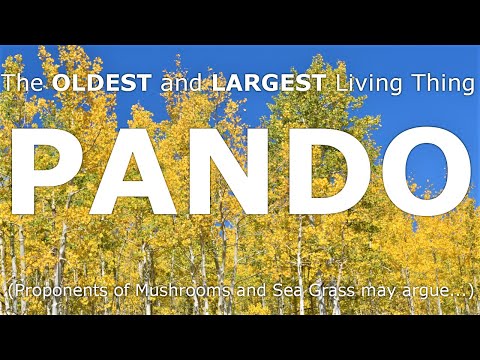 The Largest and Oldest Living Thing in the World: PANDO the Quaking Aspen