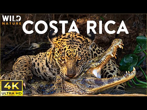 WILD COSTA RICA | Fascinating Creatures In The Mysterious Forest | Animal Documentary