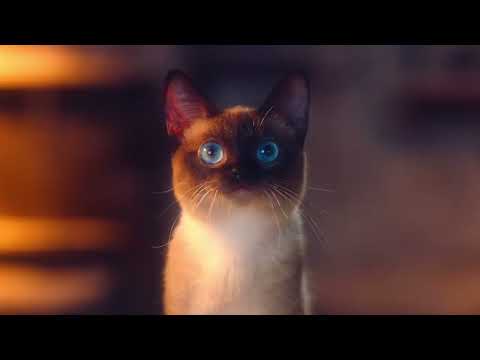 Cat: WoW - WOTLK Classic Ad (China, 2022)