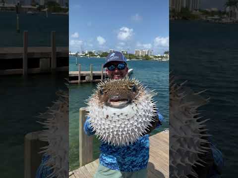 Biggest Pufferfish I&#039;ve Ever Seen!