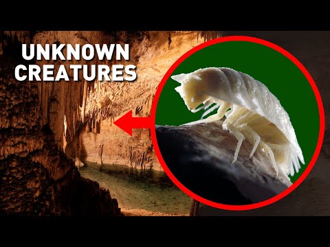 Scientists Baffled When They Opened A 5 Million Year-Old Cave, Here&#039;s Why