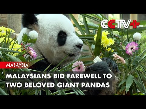 Malaysians Bid Farewell to Two Beloved Giant Pandas
