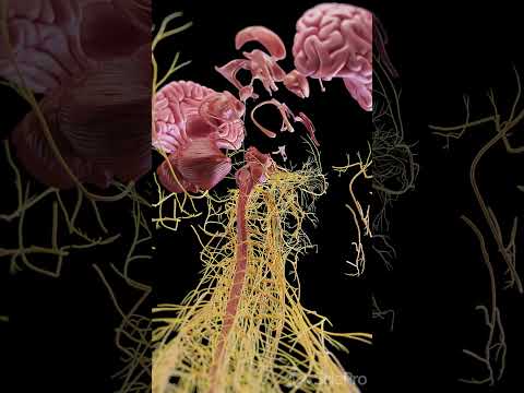 Unravel the Mysteries of Brain Anatomy with Our Exploded View