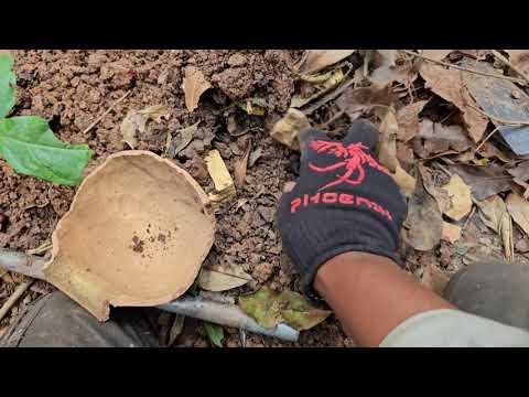 Adventures of a Forest Gold Treasure Hunter | Part 567