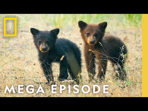 The Wonder of America&#039;s National Parks | MEGA EPISODE Season 1 Full Episode