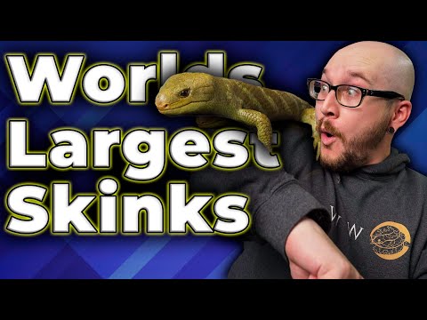 The BIGGEST Skink In The World! All About Monkey Tailed Skinks!